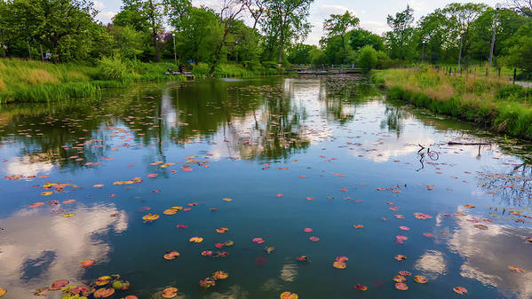 Chicago nature  - Art Print