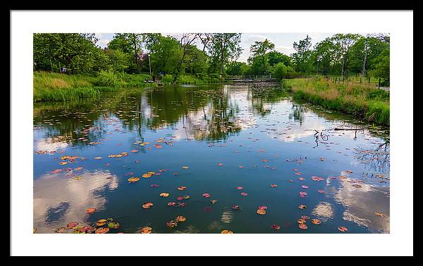 Chicago nature  - Framed Print